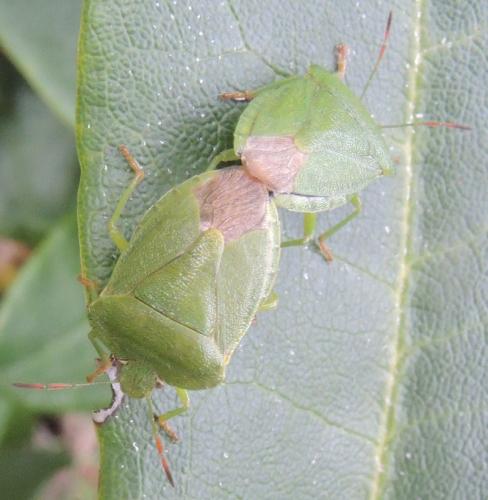Réf. 261 785 : Palomena viridissima